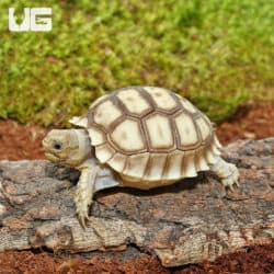 Baby Sulcata Tortoises For Sale - Underground Reptiles