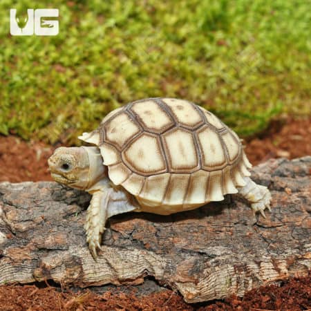 Baby Sulcata Tortoises For Sale - Underground Reptiles