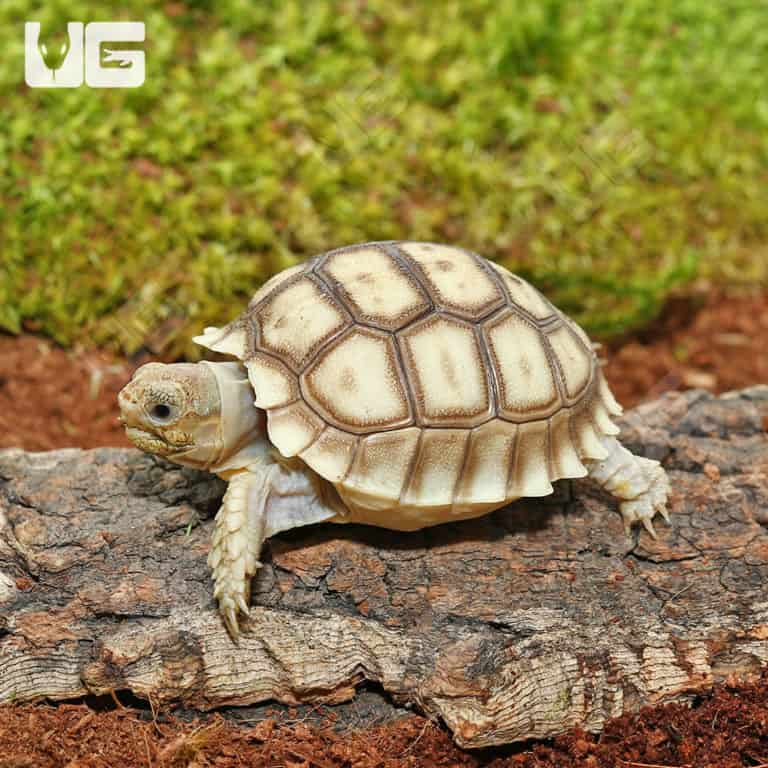 Baby Sulcata Tortoises For Sale - Underground Reptiles