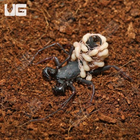 Baby Thai Vinegaroons (Thelyphonus Sp.) For Sale - Underground Reptiles