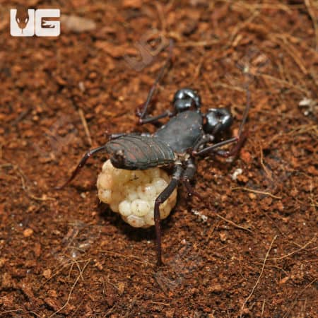 Baby Thai Vinegaroons (Thelyphonus Sp.) For Sale - Underground Reptiles