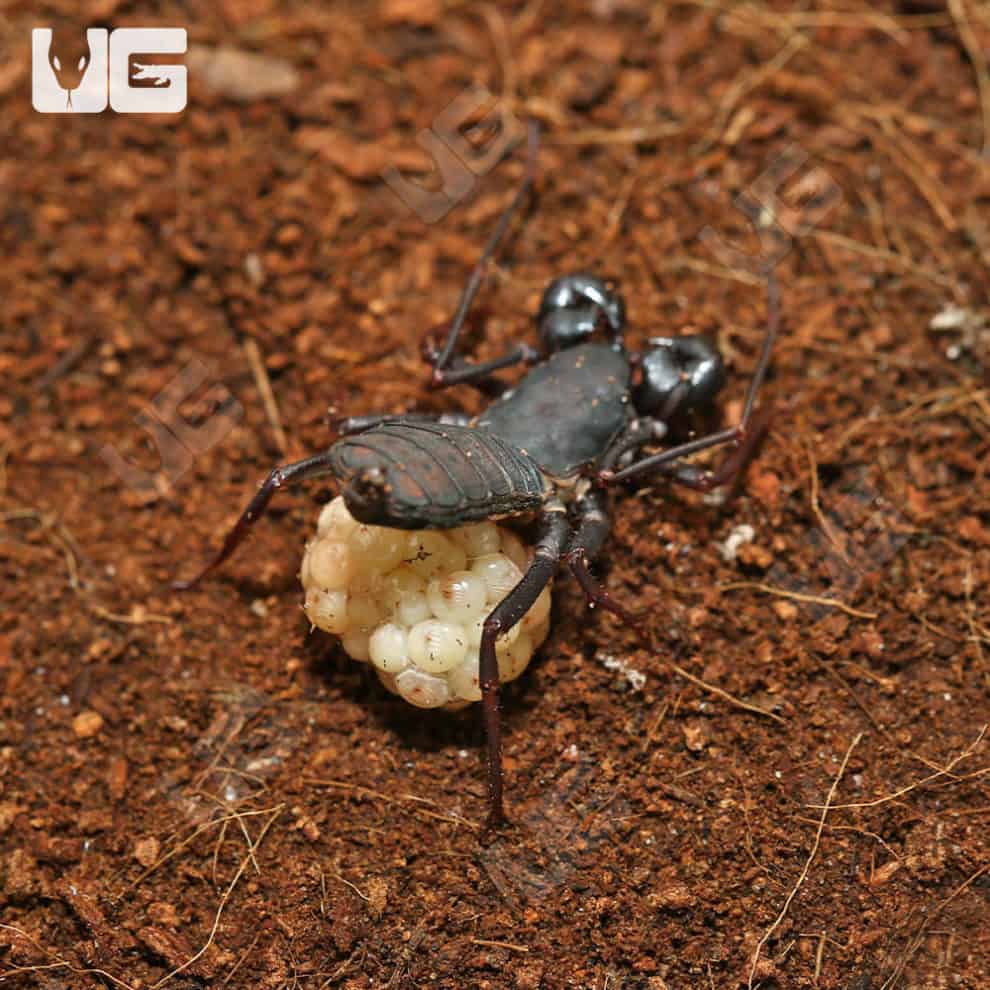 Malaysian Vinegaroons For Sale Underground Reptiles