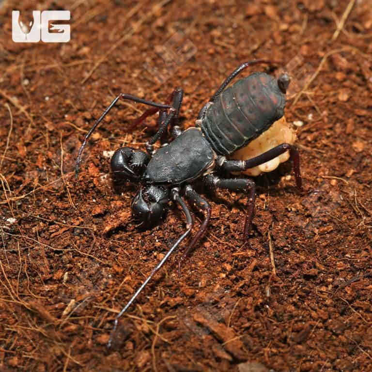 Malaysian Vinegaroons For Sale Underground Reptiles