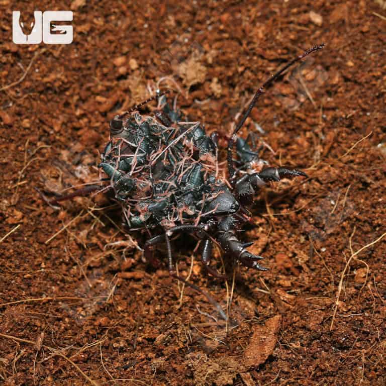 Malaysian Vinegaroons For Sale Underground Reptiles