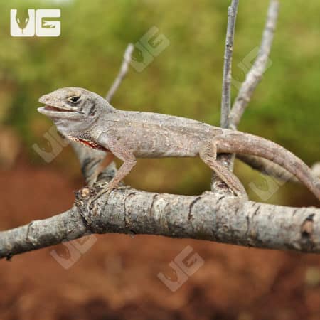 Brown Anoles (Anolis sagrei) For Sale - Underground Reptiles