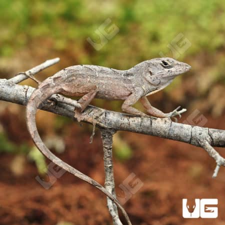 Brown Anoles (Anolis sagrei) For Sale - Underground Reptiles