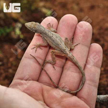 Brown Anoles (Anolis sagrei) For Sale - Underground Reptiles