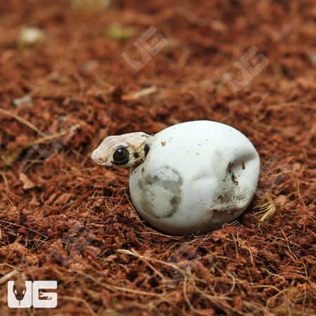 Hatchling Egyptian False Cobra (Malpolon moilensis) For Sale - Underground Reptiles
