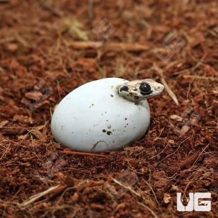 Hatchling Egyptian False Cobra (Malpolon moilensis) For Sale - Underground Reptiles