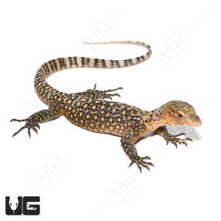 Juvenile Yellow Quince Monitors (Varanus melinus) For Sale - Underground Reptiles