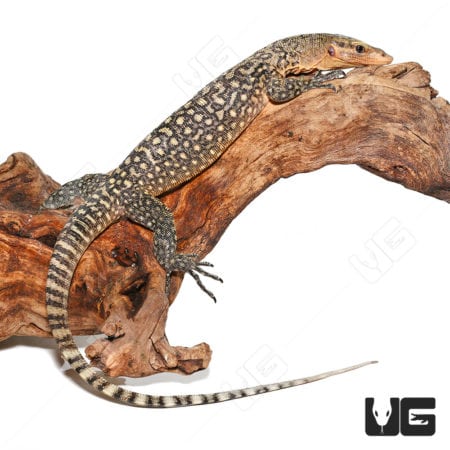 Juvenile Yellow Quince Monitors (Varanus melinus) For Sale - Underground Reptiles