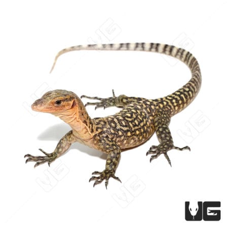 Juvenile Yellow Quince Monitors (Varanus melinus) For Sale - Underground Reptiles