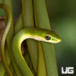 Rough Green Snake (Opheodrys aestivus) for sale