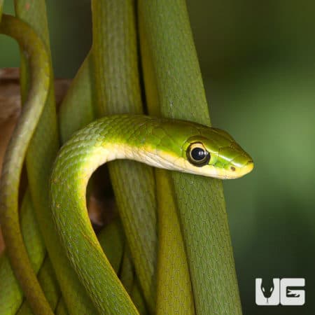 Rough Green Snake For Sale - Underground Reptiles