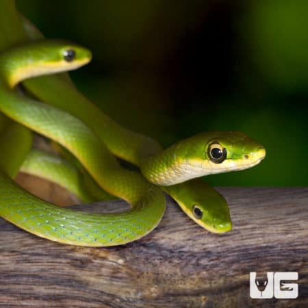 Rough Green Snake (Opheodrys aestivus) for sale
