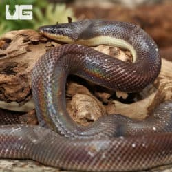 New World Pythons (Loxocemus bicolor) For Sale - Underground Reptiles