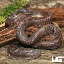 New World Pythons (Loxocemus bicolor) For Sale - Underground Reptiles