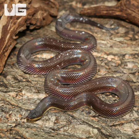 New World Pythons (Loxocemus bicolor) For Sale - Underground Reptiles