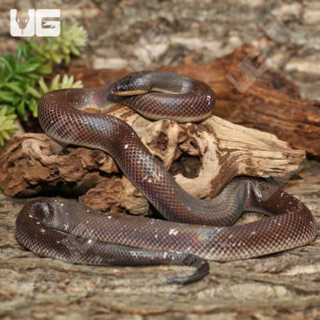 New World Pythons (Loxocemus bicolor) For Sale - Underground Reptiles
