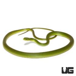 Rough Green Snake (Opheodrys aestivus) for sale