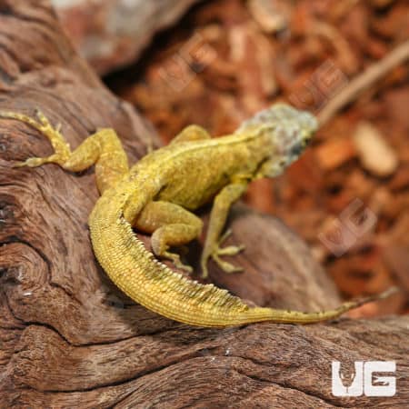 Anole lizard basking on tree bark, showcasing vibrant yellow-green coloration.