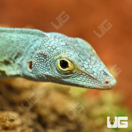 Anole lizard with vibrant green and blue scales, showcasing its detailed head and eye.