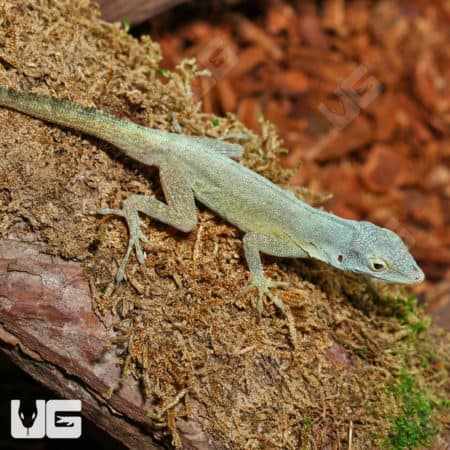 Anole lizard on tree bark, showcasing vibrant green coloration.