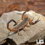 Thai Bark Scorpion (Lychas Scutilus) For Sale - Underground Reptiles