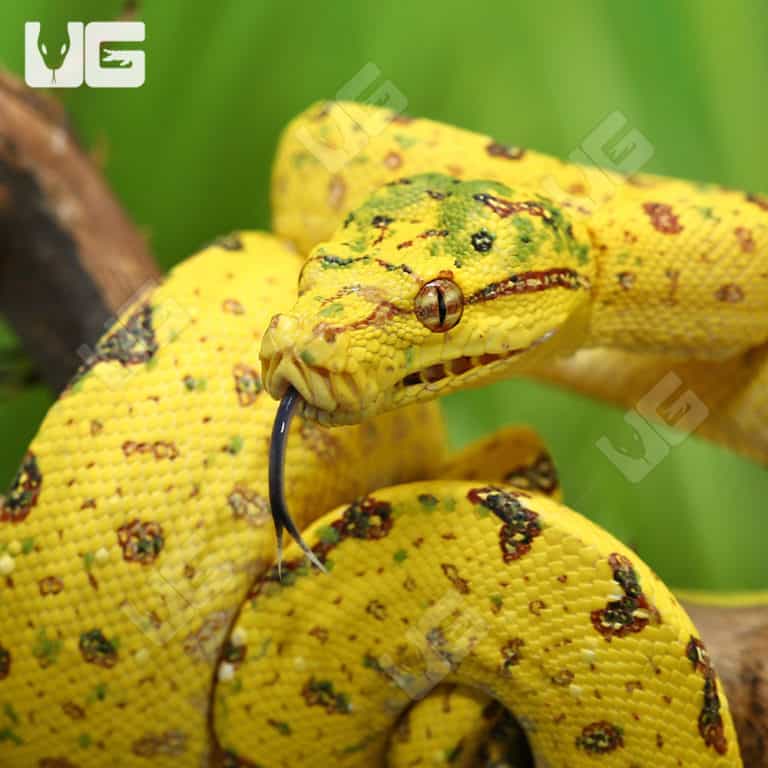 Yearling Biak Green Tree Python (Morelia viridis) For Sale Underground Reptiles