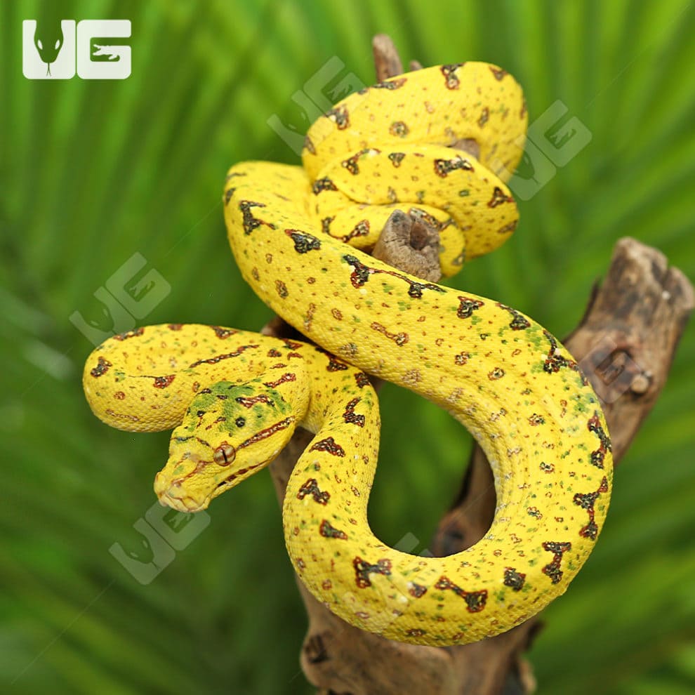 Yearling Biak Green Tree Python (Morelia viridis) For Sale Underground Reptiles