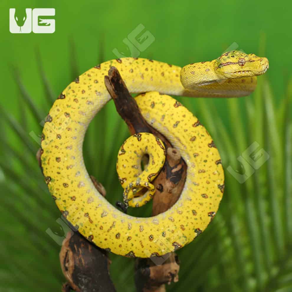 Yearling Biak Green Tree Python (Morelia viridis) For Sale Underground Reptiles