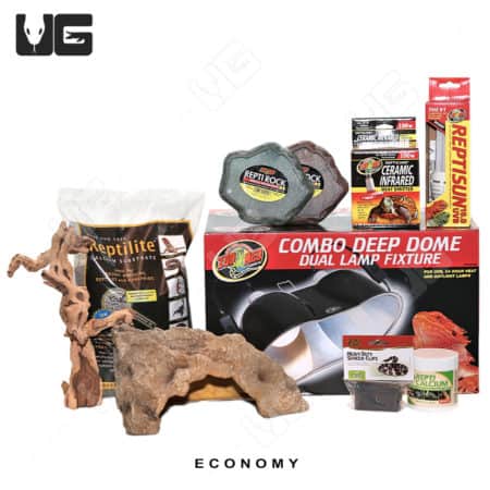 COMPLETE Uromastyx Setup