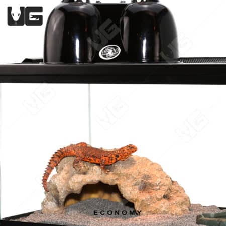 COMPLETE Uromastyx Setup