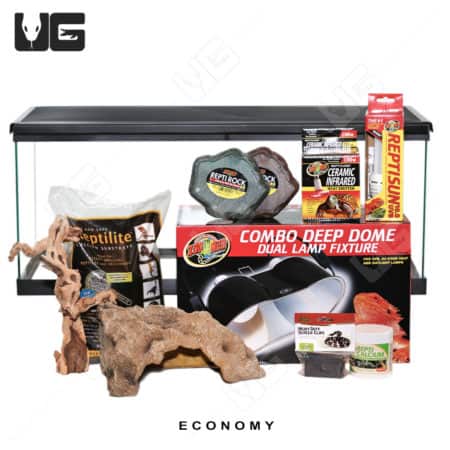 COMPLETE Uromastyx Setup