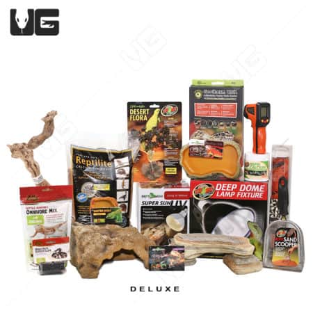 COMPLETE Uromastyx Setup