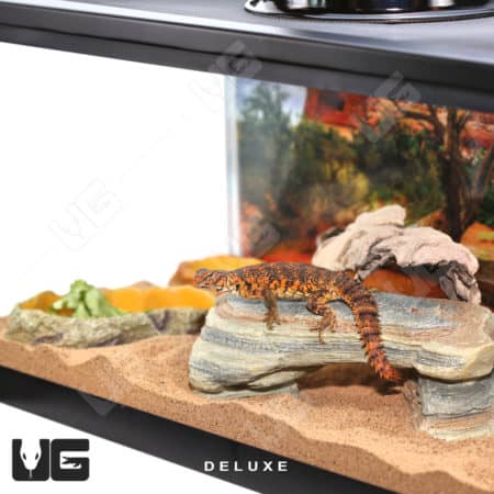 COMPLETE Uromastyx Setup