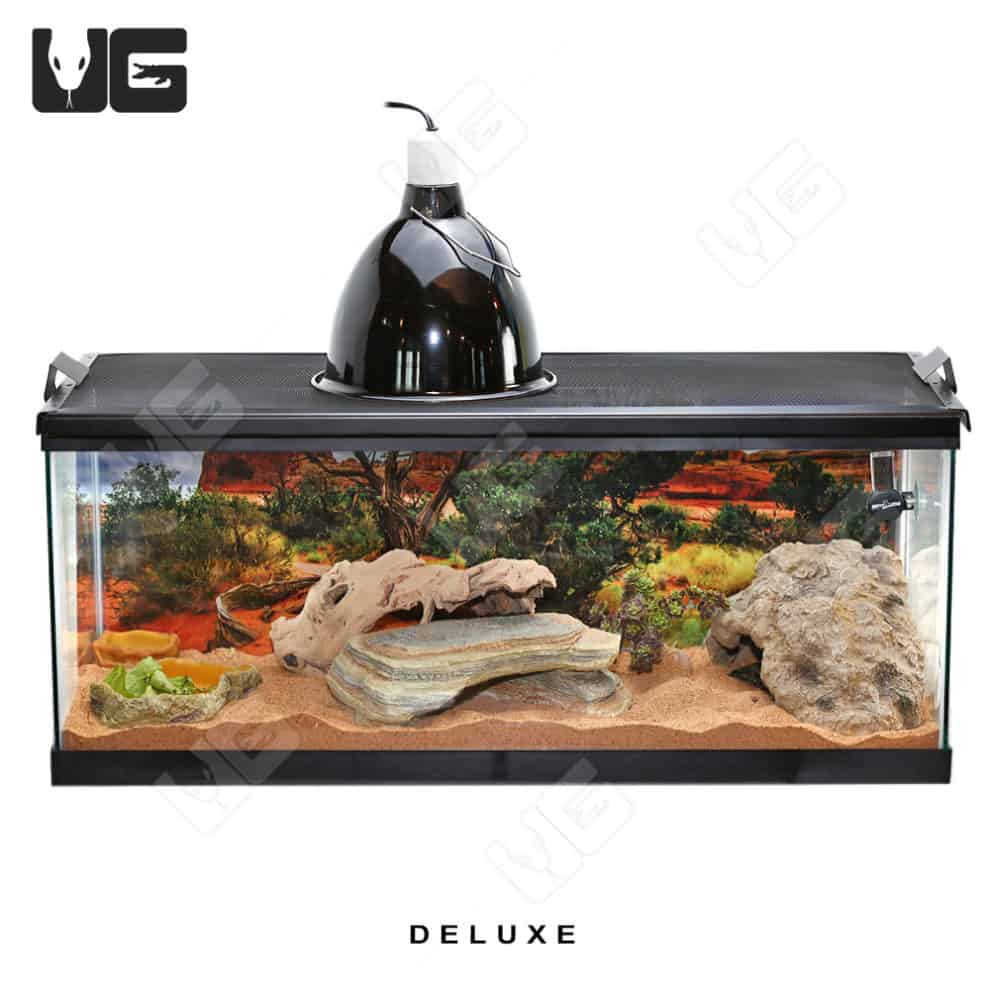 COMPLETE Uromastyx Setup Underground Reptiles