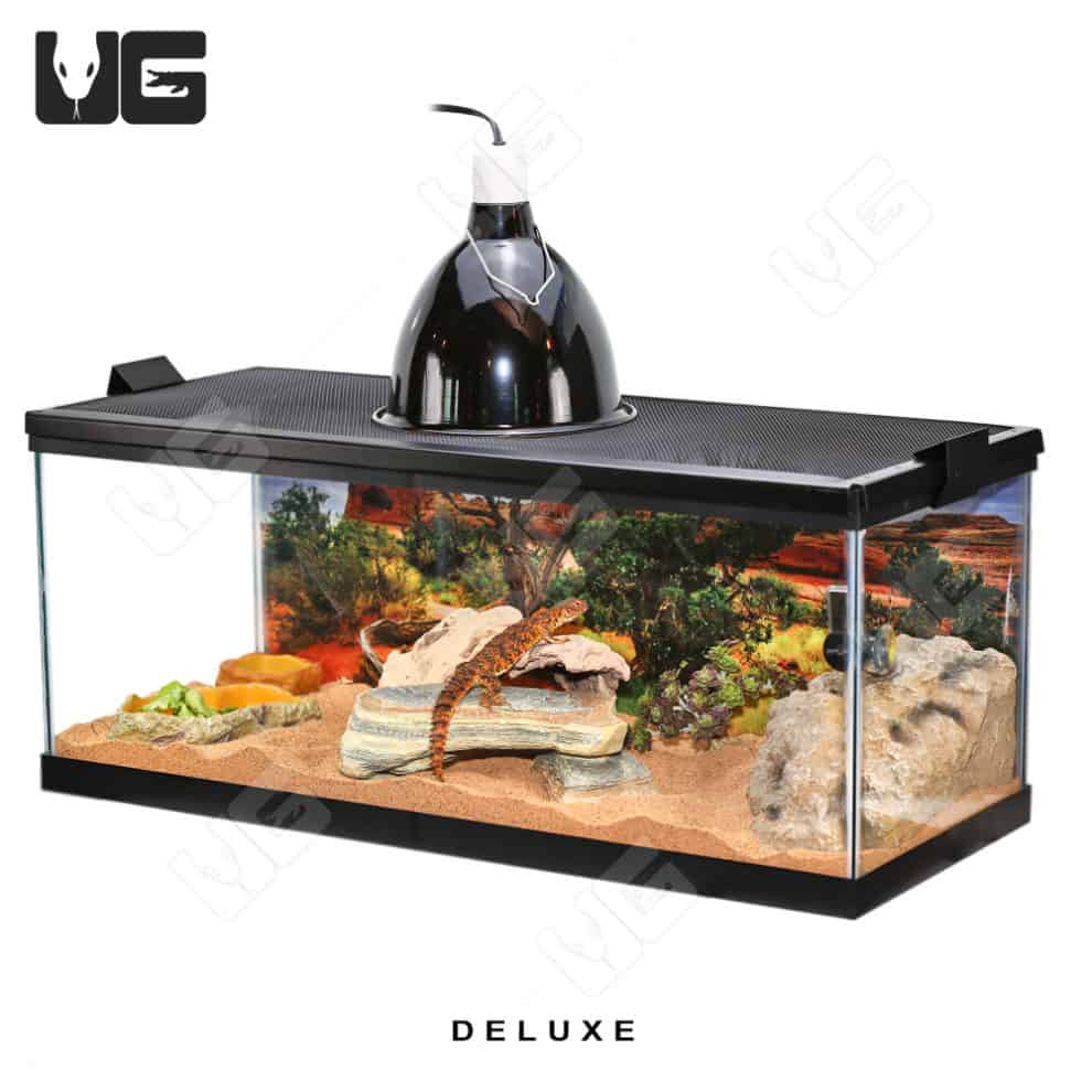 COMPLETE Uromastyx Setup Underground Reptiles