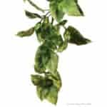 Exo Terra Jungle Plant - Amapallo