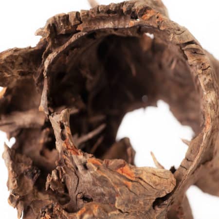 Galapagos Hollow Log, Eucalyptus Root, Natural, 6-8in