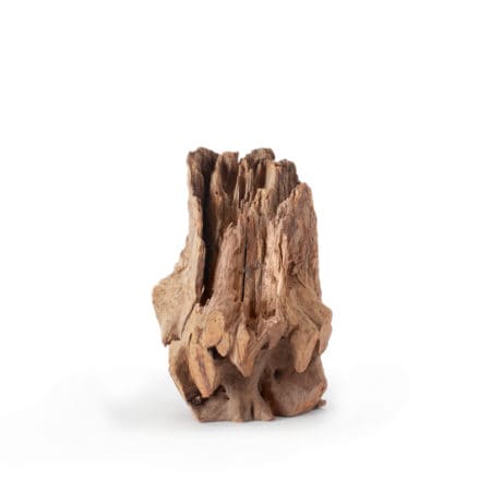 Galapagos Hollow Log, Eucalyptus Root, Natural, 6-8in