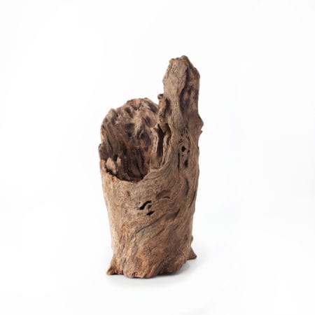 Galapagos Hollow Log, Eucalyptus Root, Natural, 6-8in