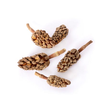 Galapagos Magnolia Seed Pods