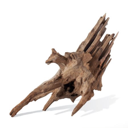 Galapagos Hollow Tree Root, Driftwood