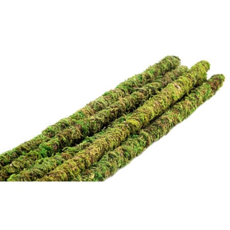 Galapagos Mossy Sticks, Fresh Green