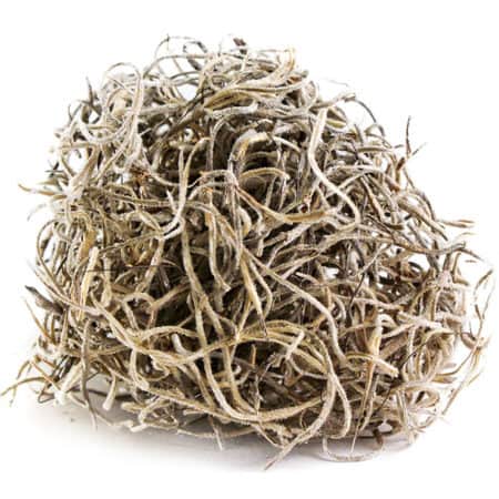 Galapagos Spanish Moss