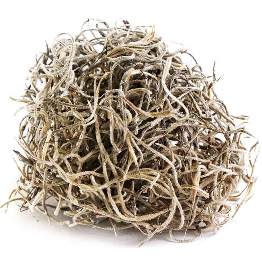 Galapagos Spanish Moss Underground Reptiles