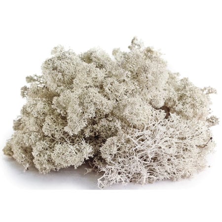 Galapagos Reindeer Moss