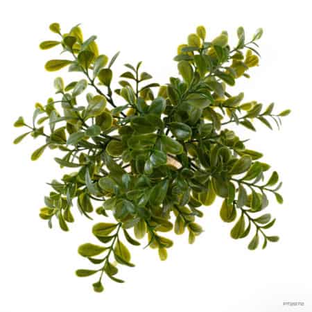Exo Tera Calcarea Boxwood Plant