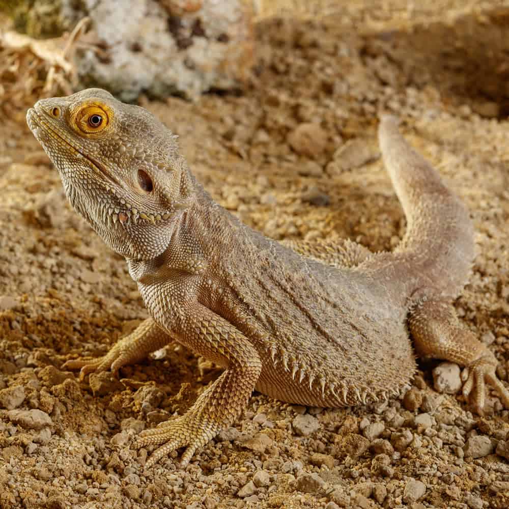 Exo Terra Stone Desert Substrate - Sonoran Ocher - Underground Reptiles